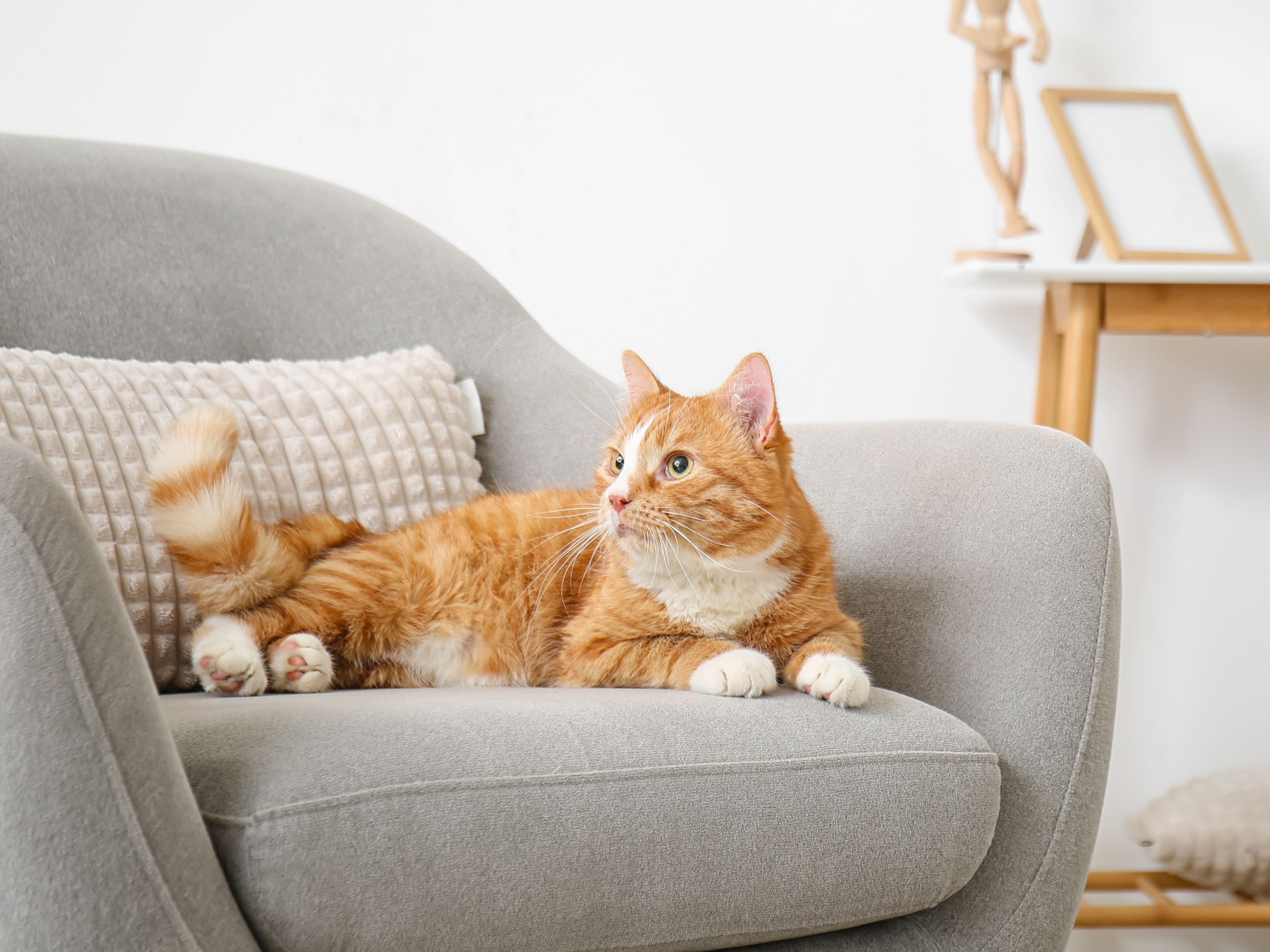 Kattenoppas